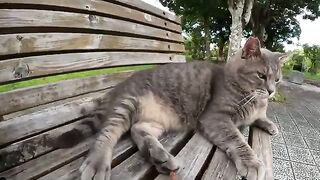 A fat cat like Totoro is being massaged by a man on a bench