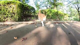 The cat plays with people and purrs with joy and shows his penis