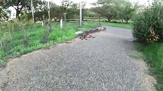 Multicolored cats occupy the park in the evening and relax