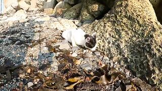 The tuxedo cat, living in the sea, eats fish bones with appetite and shits itself