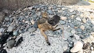 An  blue kitten asks its mother for milk