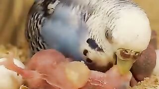 Budgie mom is feeding her babies.