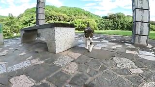 A cross-eyed cat sits on a stone sofa and a man touches it