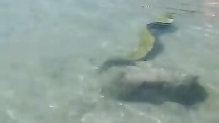 epic-encounters-sometimes-happen-at-the-start-of-our-launch-green-moray-eel-in-jupiter-florida