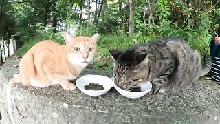 A fat cat and a slim cat receive food from volunteers