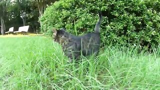 Two friendly cats lie down on a bench and show people their bellies.