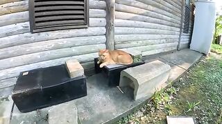 An orange cat guards a cat house in which a cream cat lives.