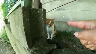 The curly-haired cat cautiously approached the man.