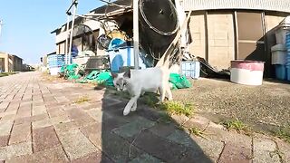 A small Siamese cat rolls on the ground and plays with people