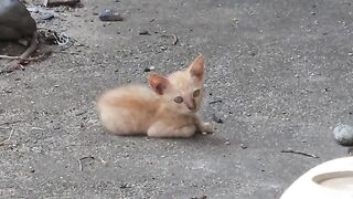 Little brothers and sisters of kittens are hiding and resting in the garden of a private house