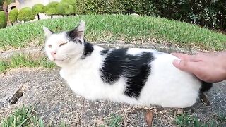 A shorn cat curls up from a human touch.