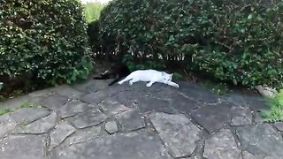 A white cat with blue eyes plays with a toy with a man