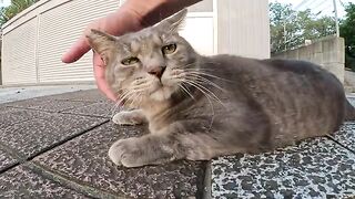 A fat cat that looks like Totoro shows his belly to a man and gets a massage of his penis