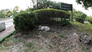 Siamese cat with jewel eyes eats grass and relaxes.