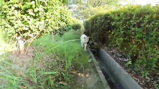 When the cat approached the bench with the man, another cat followed.