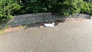 A cat with thick eyebrows rolls on the ground and plays with people