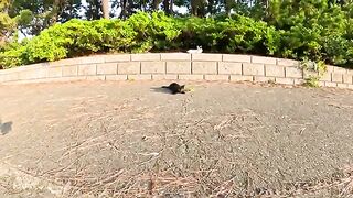 A black kitten catches a toy and starts a tug-of-war with a man.