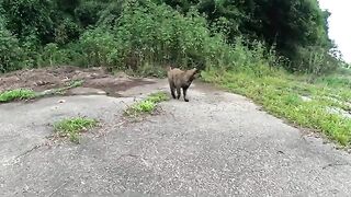 A cream cat and a tortoiseshell cat fell into the hands of a person