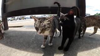 Many cats greet tourists at the entrance to the island.