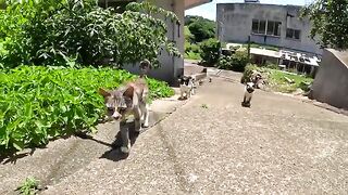 Many cats gather in the shadows on the slopes and communicate with people.