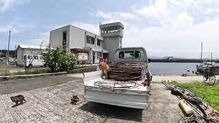 Cute cats gather around the truck and show their members