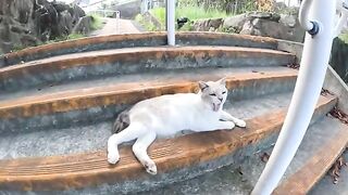 A gentle cat and a fierce cat are touched by people