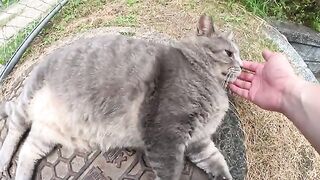 A fat gray cat grabs a man's hand and attacks with his foot.