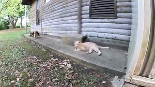 When I touched the cream cat, the orange cat came up and hit me with his penis