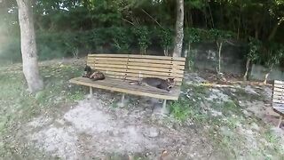 A tabby cat and a tortoiseshell cat sit side by side on a bench.