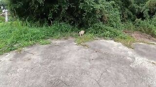 A cream cat shows its belly to a man and gets a massage of his cock