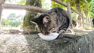 The fat cat receives a lot of food from volunteers