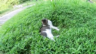 A cross-eyed cat lies comfortably on the grass.