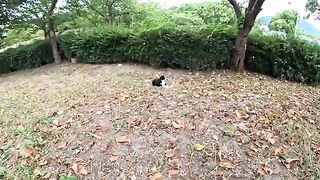 A cat in a tuxedo with fangs sticking out of its mouth relaxes on the shore and shows its cock