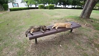 A tabby cat and a leopard cat sit side by side on a bench.