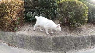 White cats use their sense of smell like dogs to find rival cats.