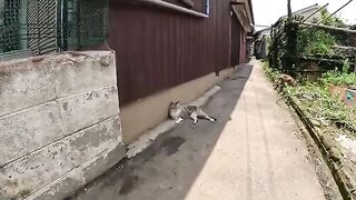 A nervous Siamese cat calms down by drinking water