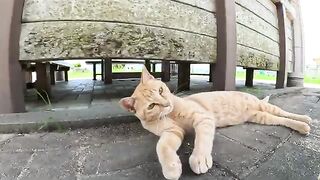 An aggressive cat bites a person's hand and does not let go