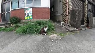 The cat goes crazy at the touch of a person and reaches