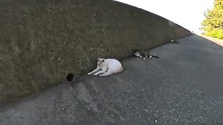 Cute cats are looking for shade and resting on the embankment path