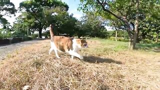 Cats behave calmly, even when they hear a warning about a strong earthquake