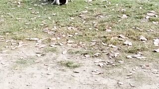 Playful Dog Fight: Fun Moments Between Two Dogs