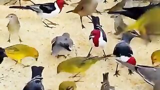 Colorful  Birds