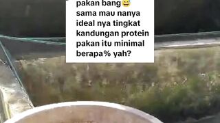 Rekomendasi merek pakan dong kang❗Berapa persen protein pakan untuk lele❓