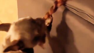 funny pets video 16