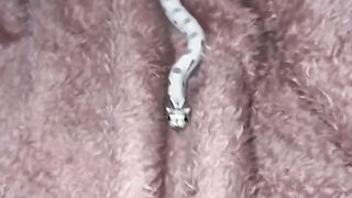 SNAKE pet