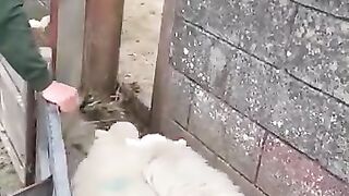 Best way of separating big sheep and small sheep