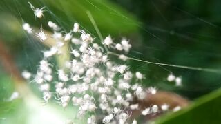 a group of newly hatched spiderlings