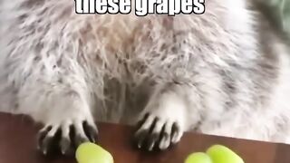 Raccoon vs Grapes