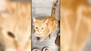 Funny cat videos on tiktok