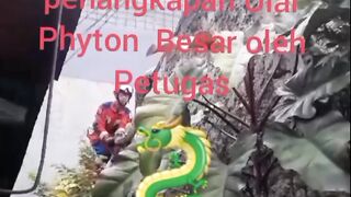 Detik Detik Penangkapan Ular Python di Kota Bandung